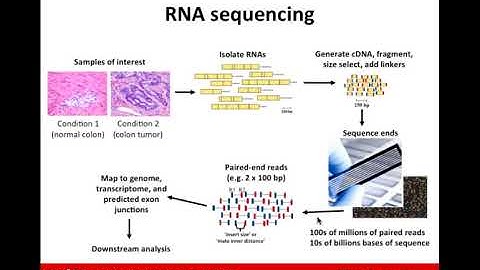RNA Sequence Analysis