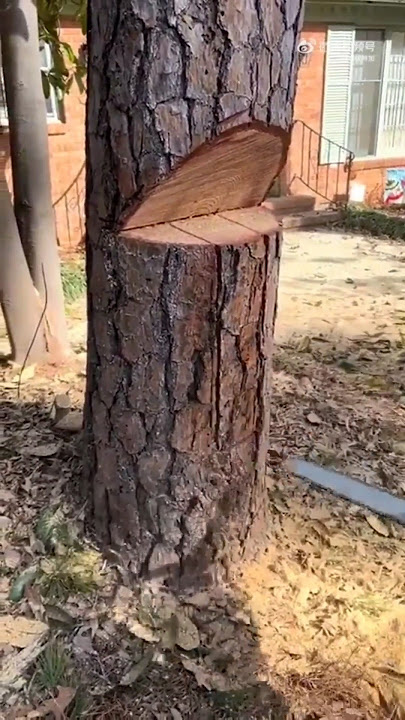 Here's How to Safely Cut Down Trees Near Your House