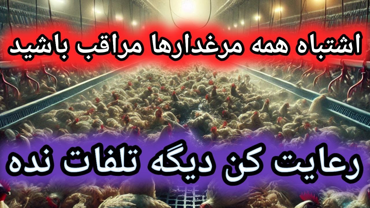 تهویه مرغداری , مشکلات تهویه , آموزش مرغداری , کسب درآمد از مرغ بومی