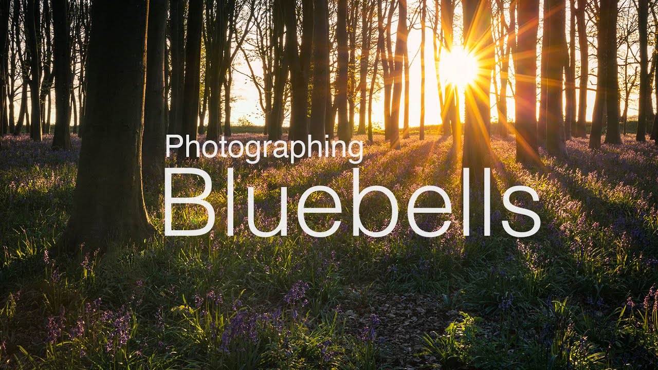 Photographing Bluebells