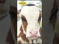 🥛 Bestie Milking Machine – The Smart Choice for Modern Farming!
