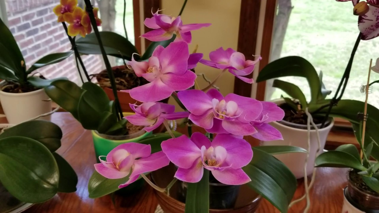 Spring 2019 Fertilizer Recipe for Phalenopsis Orchids!