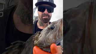 Rock Fish and Lingcod Fish on the Friendliest Catch Boat #friendliestcatch #fishing #catchingfish