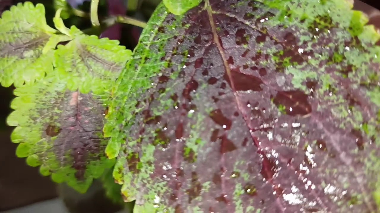 Summer Care of Coleus Plant !!!#howtogrowcoleus,#coleus,#