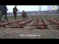 Pheasant Hunting In Hungary Pélpuszta (HD).mpg
