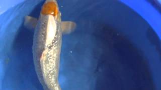 Gin Rin Tancho Ochiba 59Cm