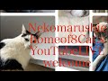 Neko marchie8 Cat′s home がライブ配信中!