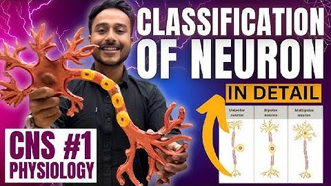 structural and functional classification of neurons physiology | central nervous system physiology