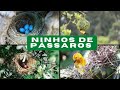 [ NINHO DE PÁSSAROS ] Vários Tipos de NINHOS DE PÁSSAROS Encontrados na Natureza!