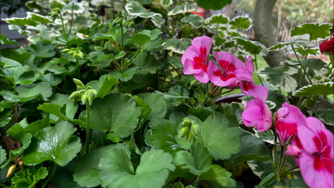Save them the easy way! Winterize your Geraniums! YouTube