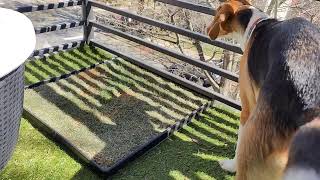 Fresh Patch Large Real Grass Pee and Potty Training Pad Review Net Worth