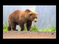 Bear Sounds 