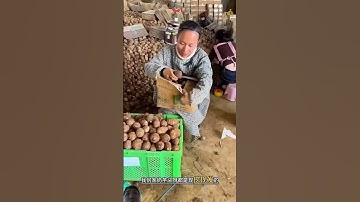 Cách người công nhân Trung Quốc đóng gói củ khoai môn