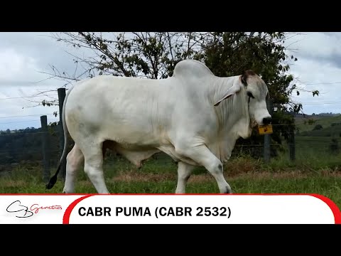 CABR PUMA CABR 2532
