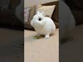 This Bunny Is Too Cute While Eating 🐇 #rabbit #bunny #shorts #bunnyeating #rabbiteating