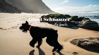 Ocean walk with Giant Schnauzer by Life With Giant Schnauzers 432 views 1 year ago 2 minutes, 35 seconds