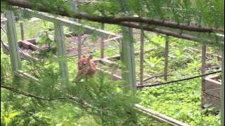 Fawn crying for mother