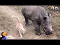 Cat and Baby Rhino are Best Friends | The Dodo Odd Couples