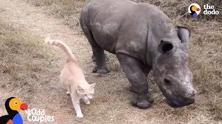 Cat and Baby Rhino are Best Friends | The Dodo Odd Couples