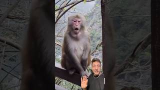 Download Lagu Wild Monkeys in Florida MP3