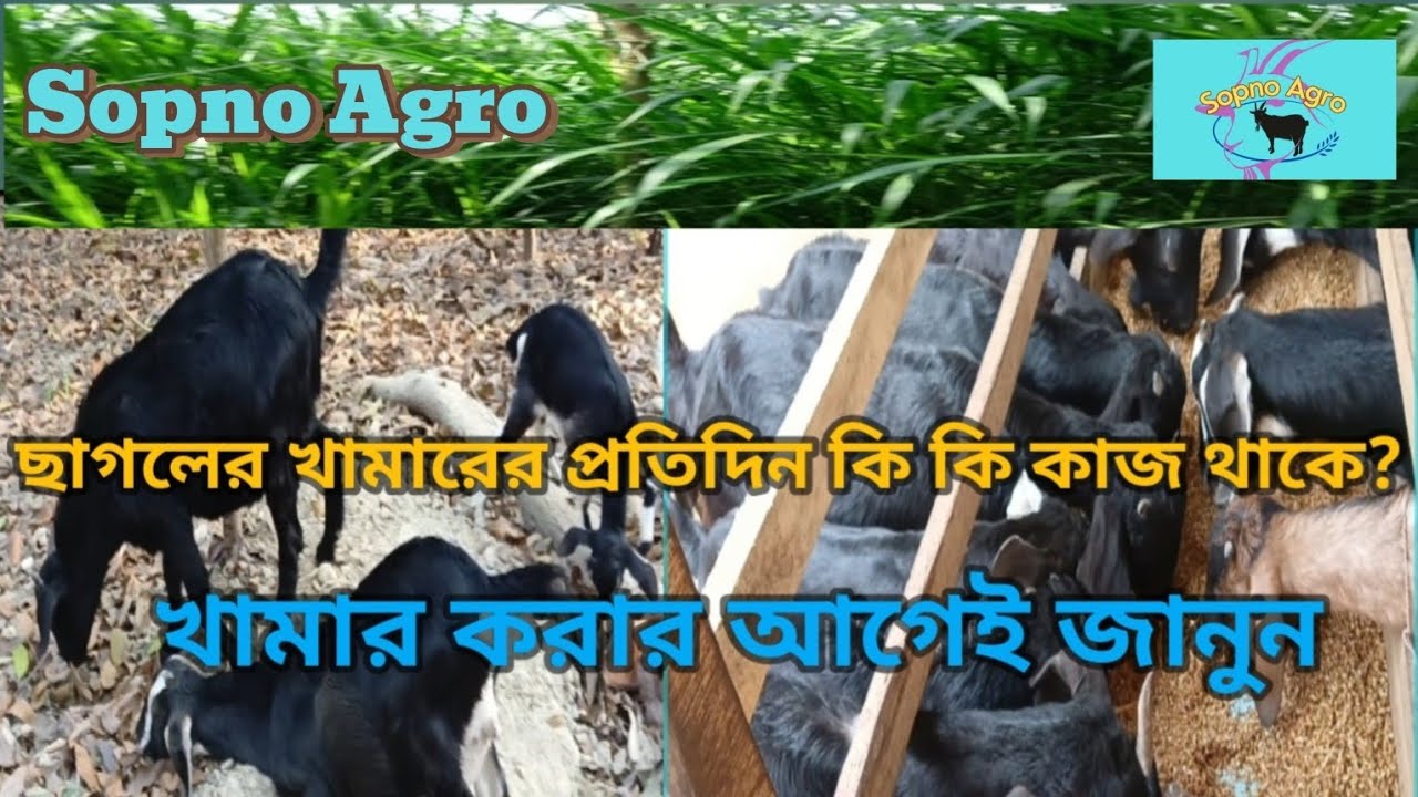 ছাগল খামারের প্রতিদিনের কাজ।।Sopno Agro। ।