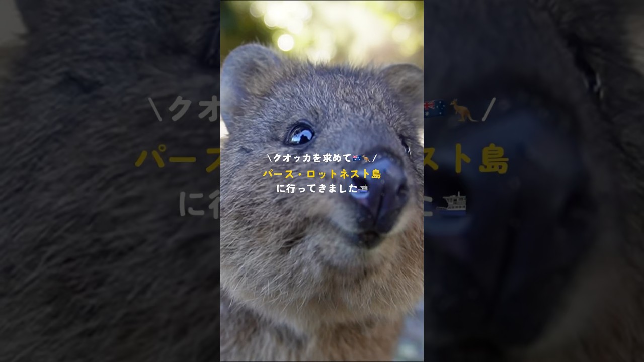 《絶滅危惧種》クオッカの島へ🦘パース・ロットネスト島へ行った時の記録🏝️ #オーストラリア
