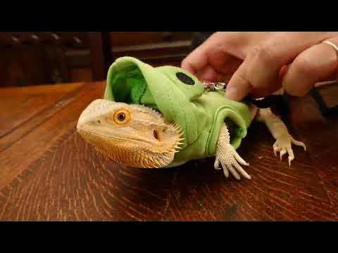 【フトアゴヒゲトカゲ】お散歩ハーネス、ちょっと大きかった - HqDefault