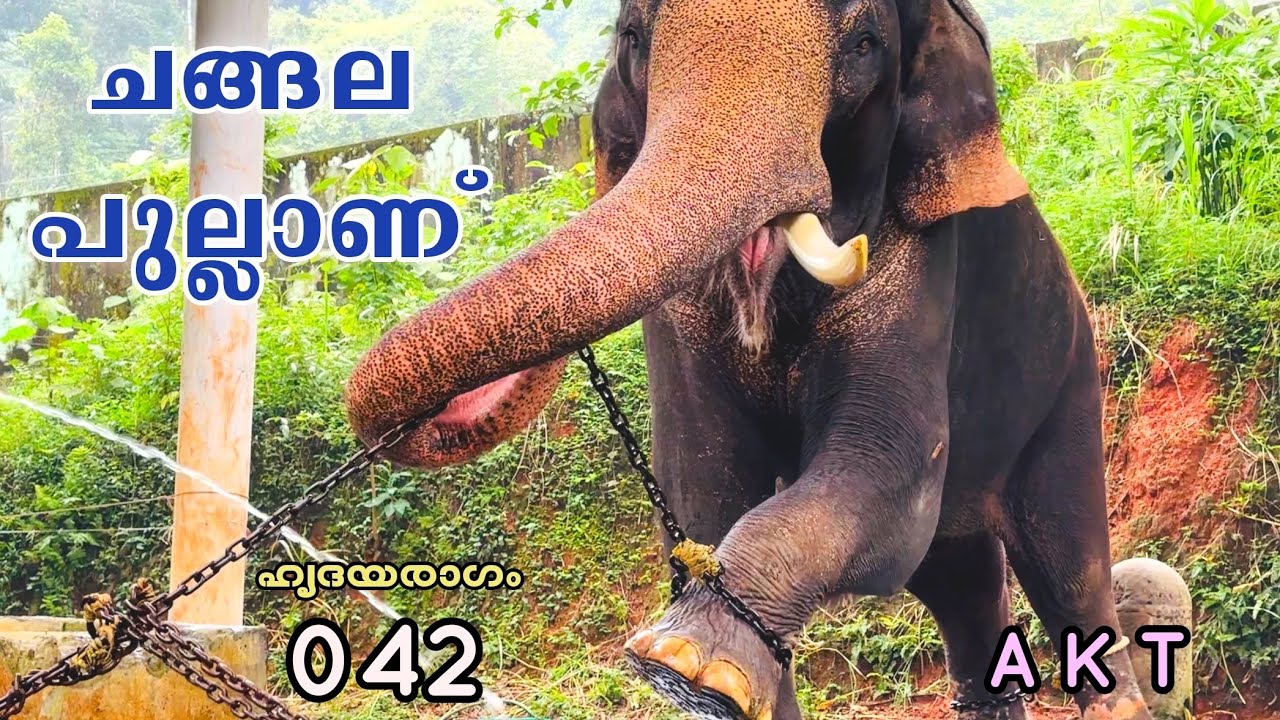 EP #42 കോന്നി സുരേന്ദ്രൻ എവിടെ ? Where Is Konni Surendran | Konni Aanakottil | Elephant Training
