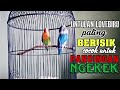 LOVEBIRD UNTULAN / KOLONI PALING BERISIK | cocok buat pancingan Ngekek