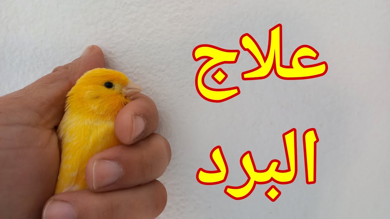 علاج مرض البرد و الزكام عند طيور الكناري و تقوية المناعة