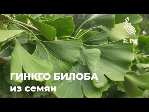 Гинкго билоба. Как вырастить из семян? Пошаговое видео