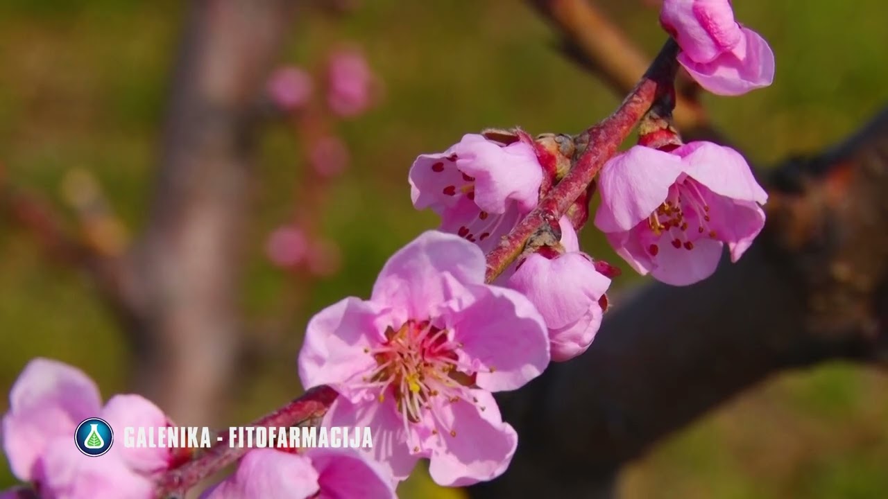 Monilija Najopasnija Bolest Voćaka - Evo Kako Da Je Suzbijete