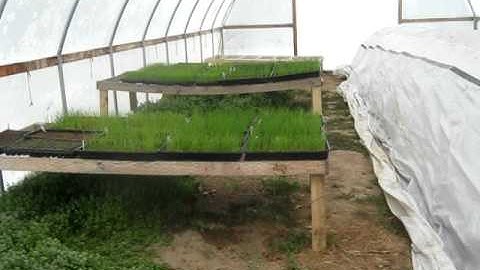 Protecting our spring plants from cold weather