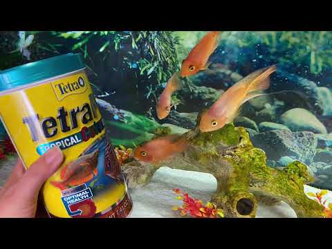 Tetra Pro Tropical Color Crisps para peces parrot