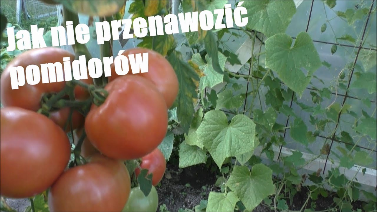 Nawożenie Pomidorów 🍊 jak je nie przenawozić !!!