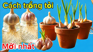Rất ít người biết cách trồng tỏi kiểu này (cực kỳ hay)