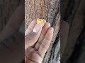 इस तरह से लगता है देसी गोंद पेड़ पर |Desi gum looks like this on the tree||