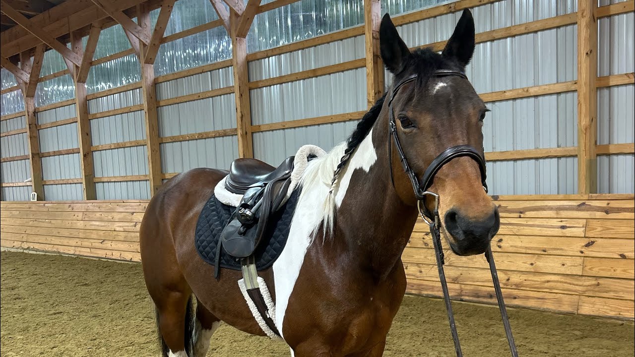 Ava- Grooming, tacking and loading 