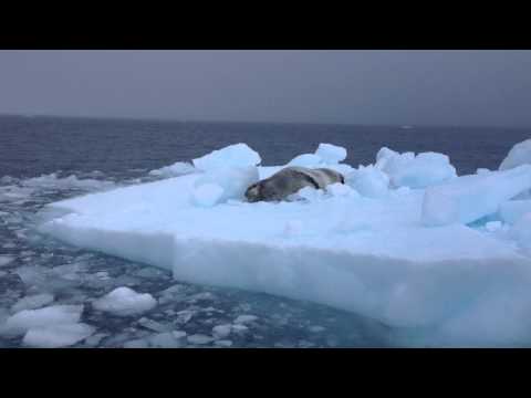 Foca Leopardo, Ilha Nelson, Shetland do Sul.