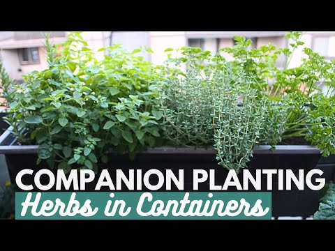 Companion Planting Herbs in Containers | Tips, Harvest & How to Dry Herbs hqdefault