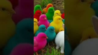 Tangkap Ayam Lucu, ayam warna warni, ayam rainbow, kelinci lucu, bebek lucu, ikan koi, Hewan Lucu