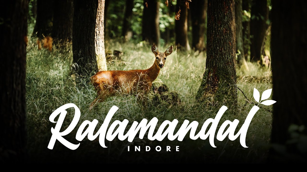 Most Satisfying Saturday | Ralamandal Wildlife Sanctuary | Indore