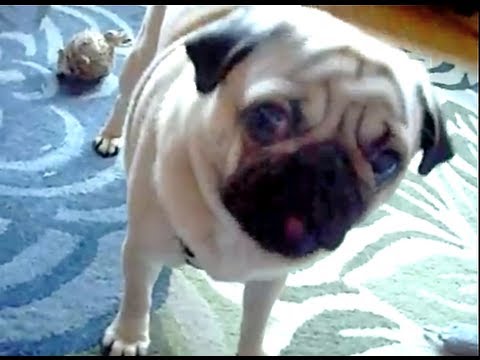 funny pug talking - YouTube