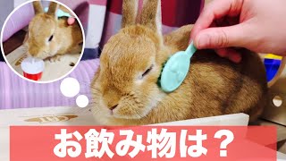 うさぎ美容院にいく！ #582