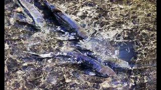 小樽でサケが遡上