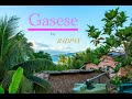 Gasese By B4DP4X Tuvalu Song 2022 Gasese By B4DP4X Tuvalu Song 2022