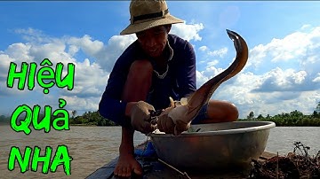 Anh Liêm Giăng Câu Mồi Lạ Bắt Cá Lăng ,Cá Ngát Quá Đã #66TV #sănbắtđồngtháp #mekongriverfish