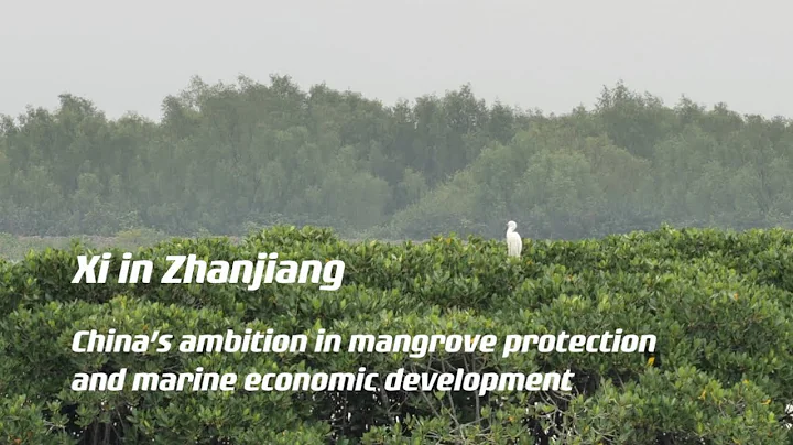 Xi visits Zhanjiang to see construction of important development for coastal economic belt - DayDayNews