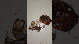 Bila Waktu Telah Berhenti Versi Sepasang Umang Kelomang