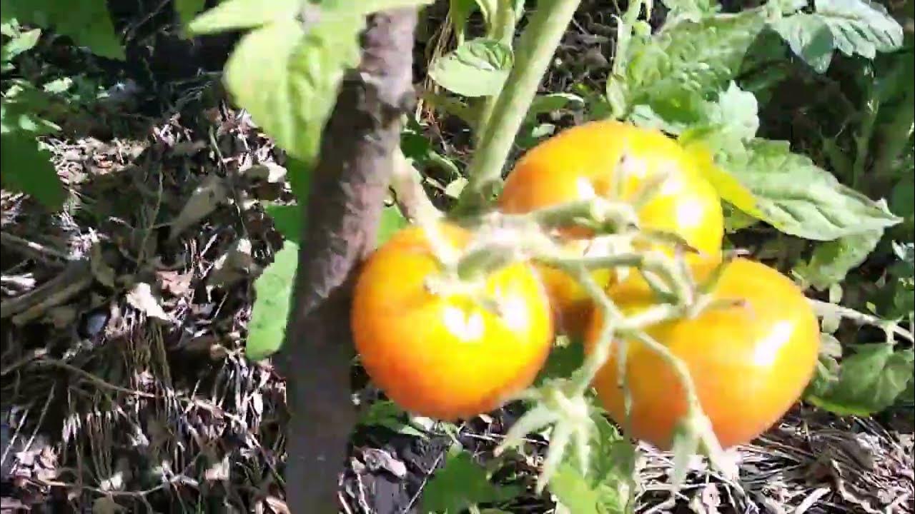 ТОМАТЫ ОБСКИЕ КУПОЛА, САНЬКА, СТО ПУДОВ, БАТЯНЯ,МАРШАЛ ПОБЕДА. - YouTube